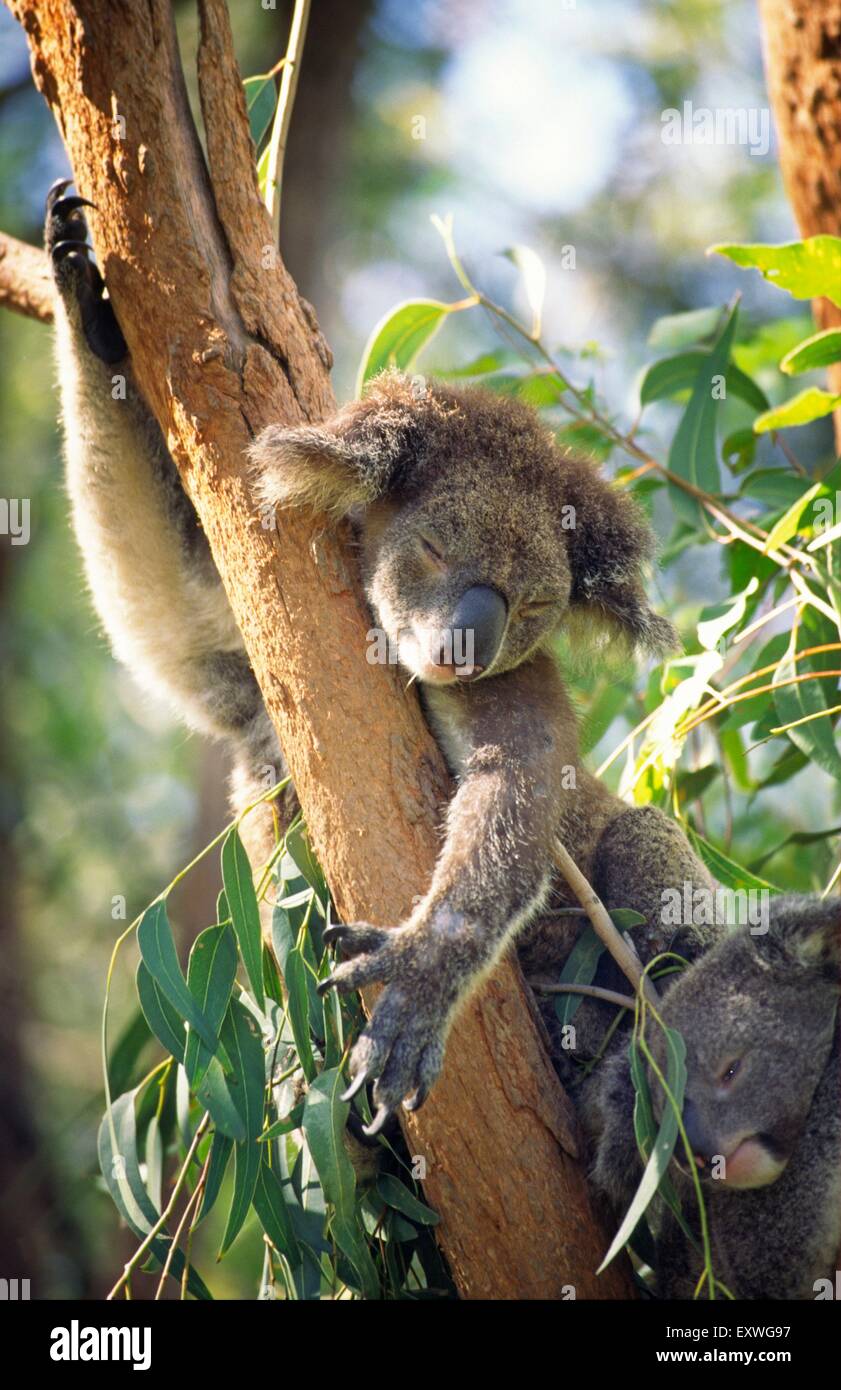 Koala and young deer on a branch, Magnetic Island, Australia Stock Photo