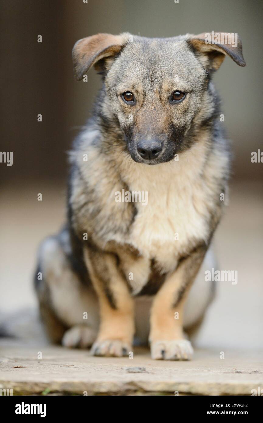 Mixed breed dog sitting Stock Photo
