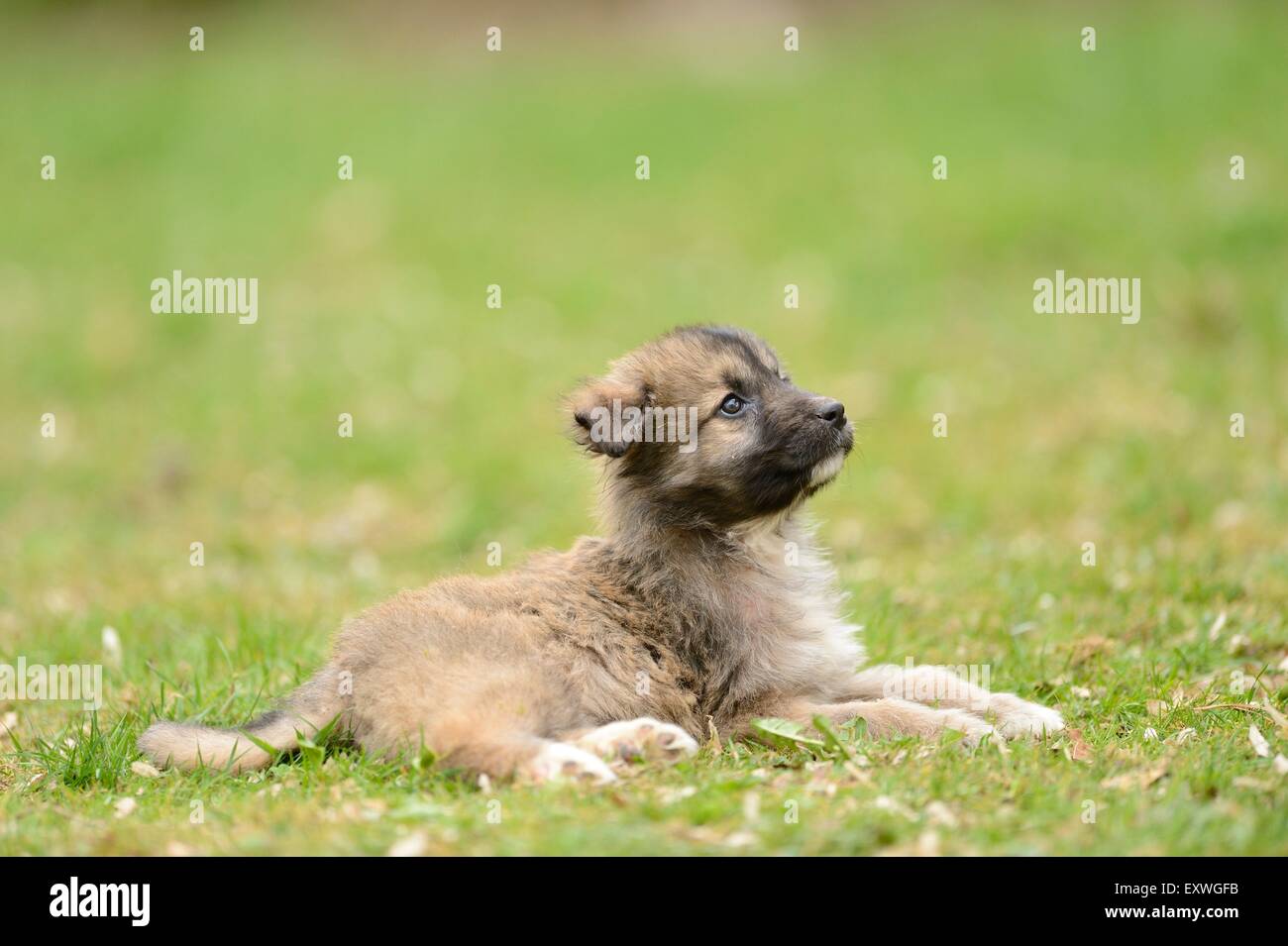 Mixed breed dog lying down hi-res stock photography and images - Alamy