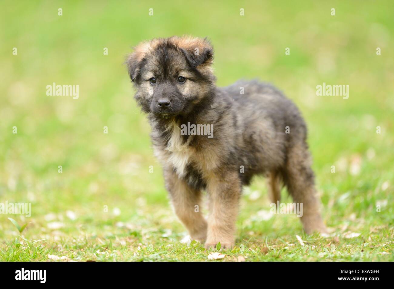 Mixed breed dog puppy in a garden Stock Photo - Alamy