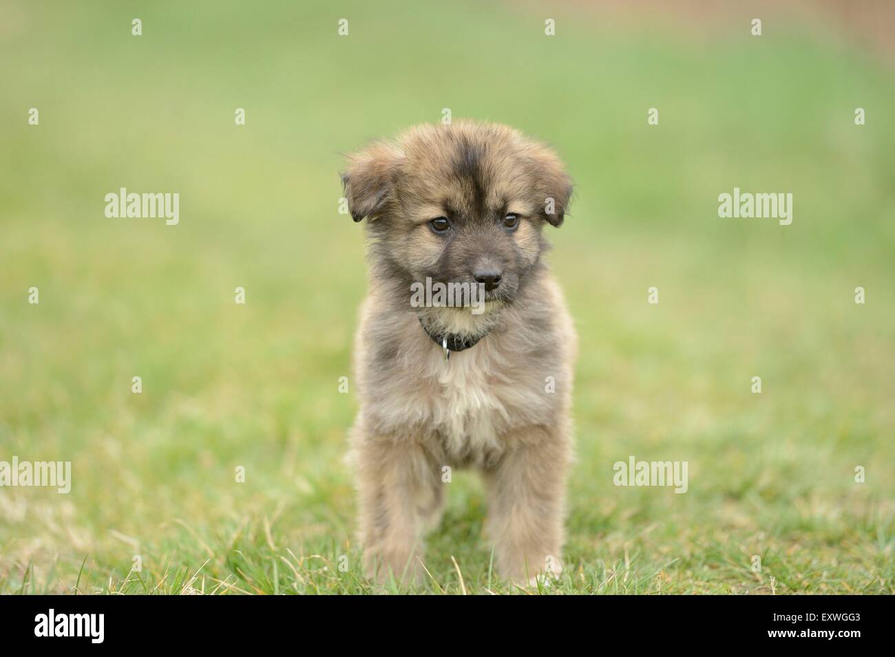 Mixed breed dog puppy in a garden Stock Photo - Alamy