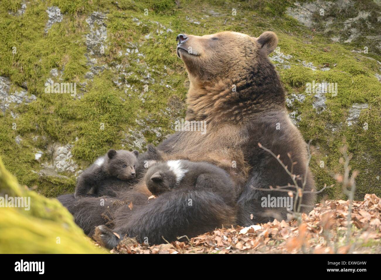 Brown bear (Ursus arctos) cubs with mother in Bavarian Forest National Park, Germany Stock Photo