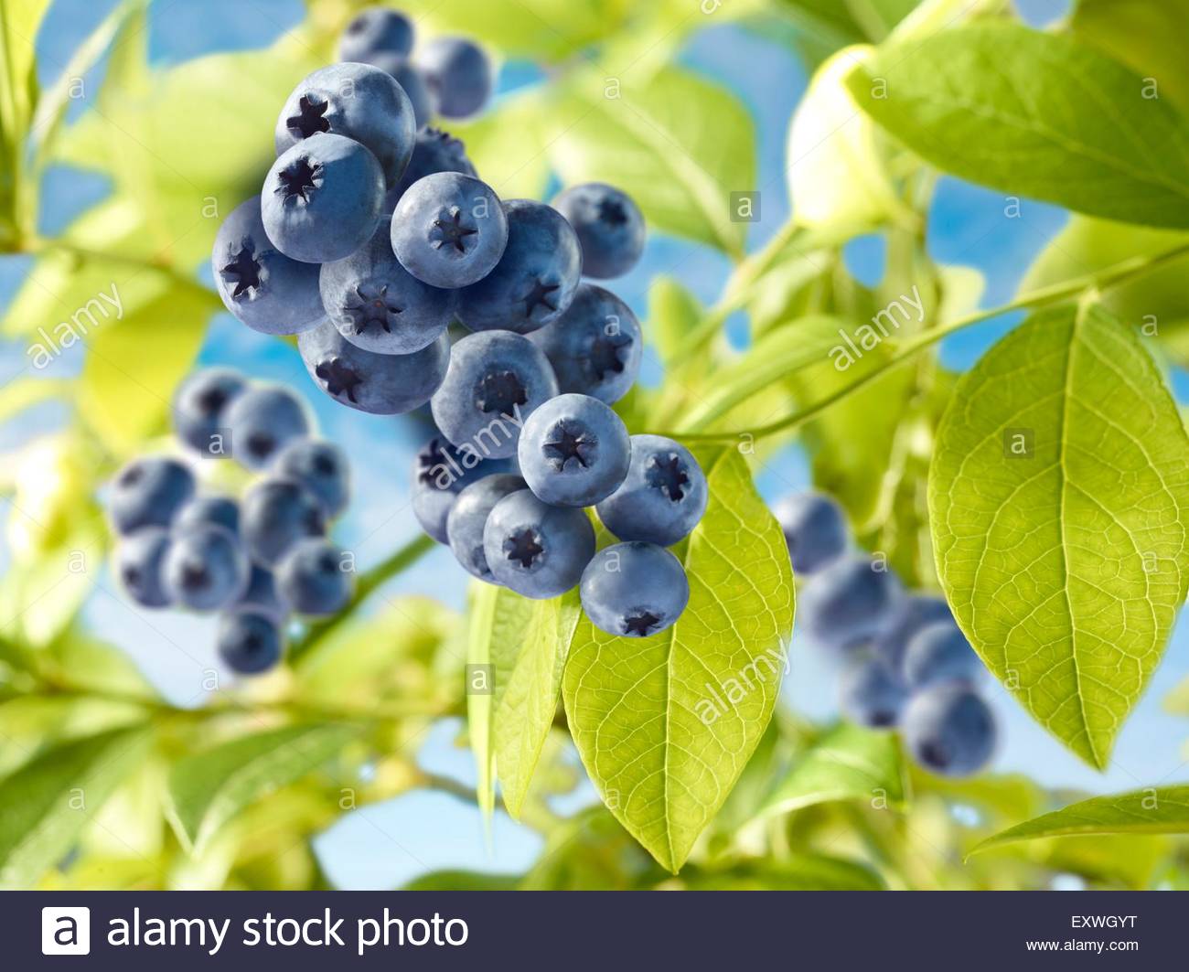 Heidelbeerstrauch Stock Photos & Heidelbeerstrauch Stock Images Alamy