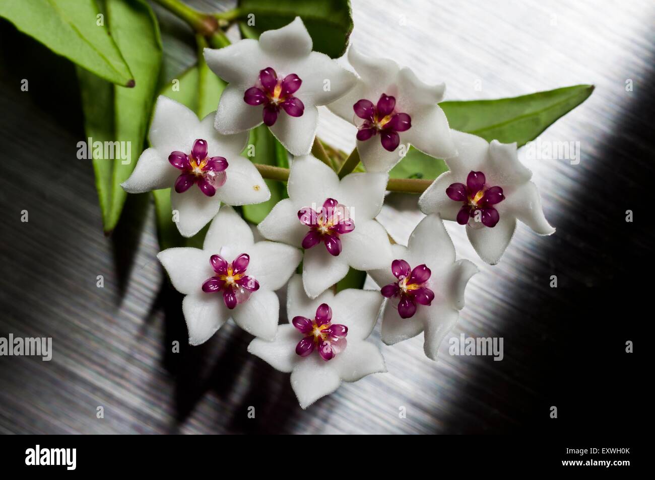 Wax flower, Hoya lanceolata Stock Photo