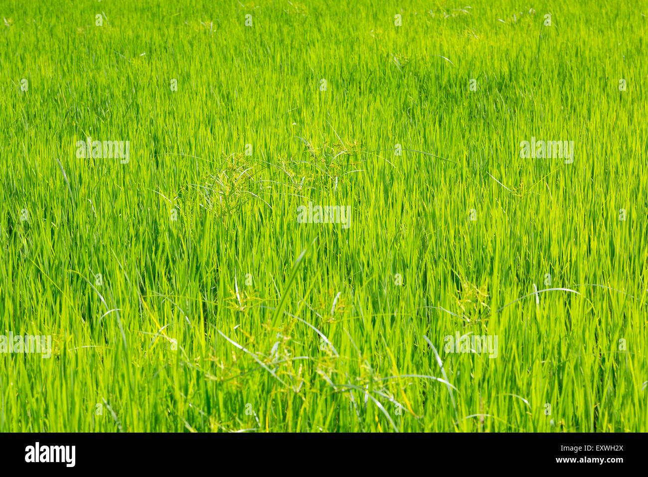 Rice field, Puerto Princesa, Palawan, Philippines, Asia Stock Photo - Alamy