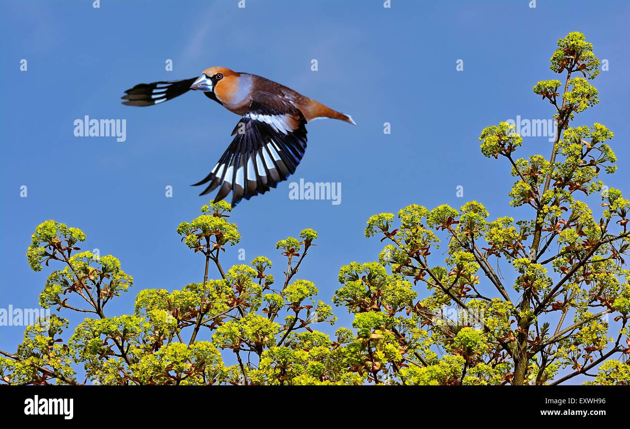 Hawfinch, Coccothraustes coccothraustes Stock Photo