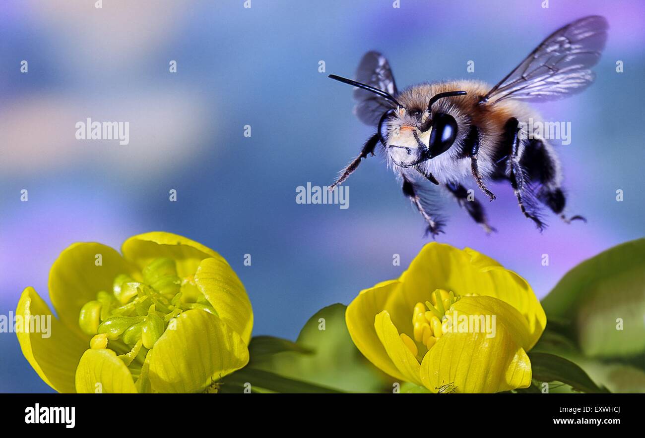 Solitary bee flying at blossom Stock Photo