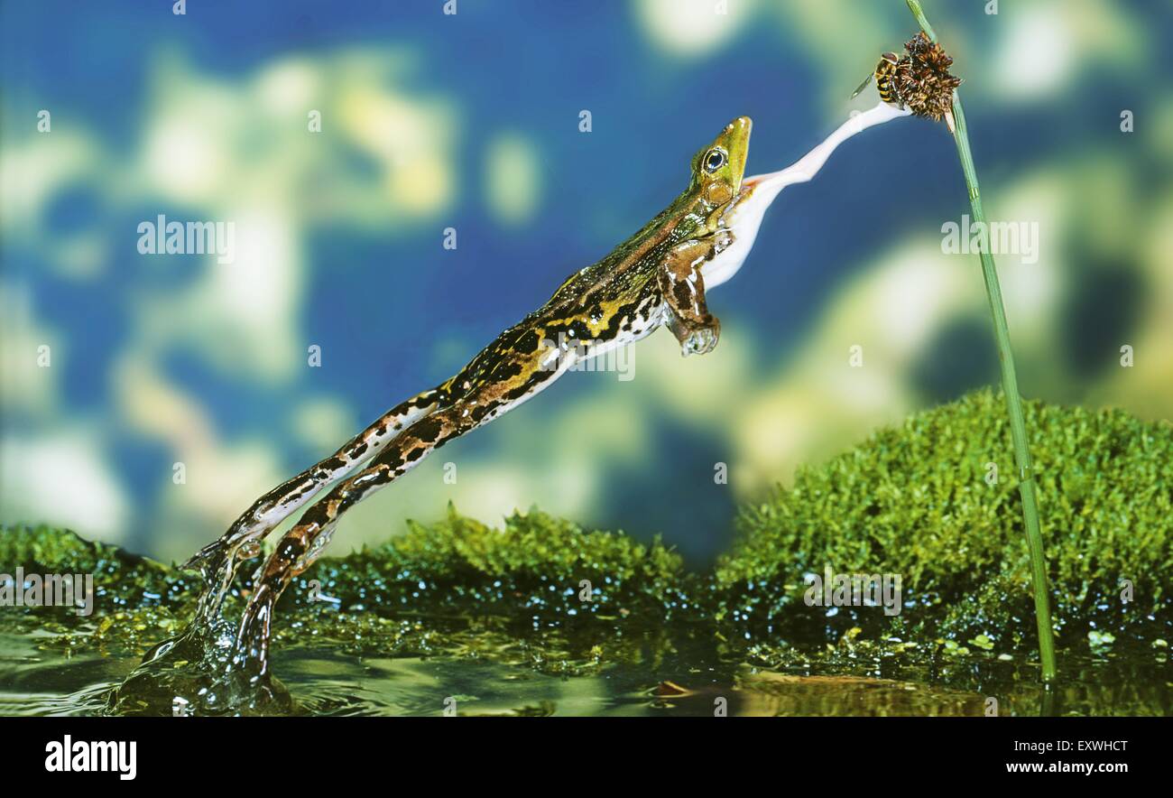 Grass frog jumping for prey Stock Photo