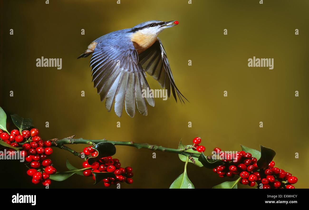 Nuthatch flying Stock Photo