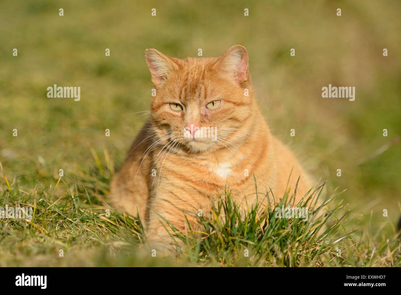 Cat lying on a meadow Stock Photo