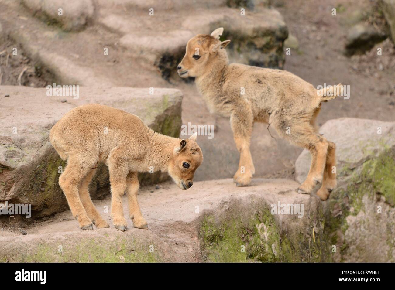 Barbary sheep (Ammotragus lervia) lambs playing around Stock Photo