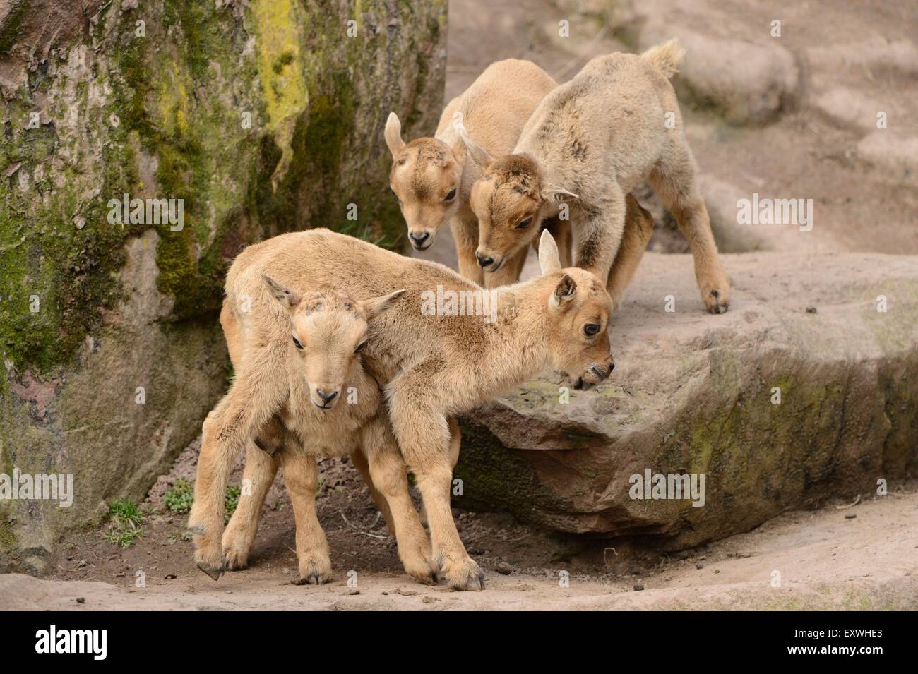 Lambs head hires stock photography and images Alamy