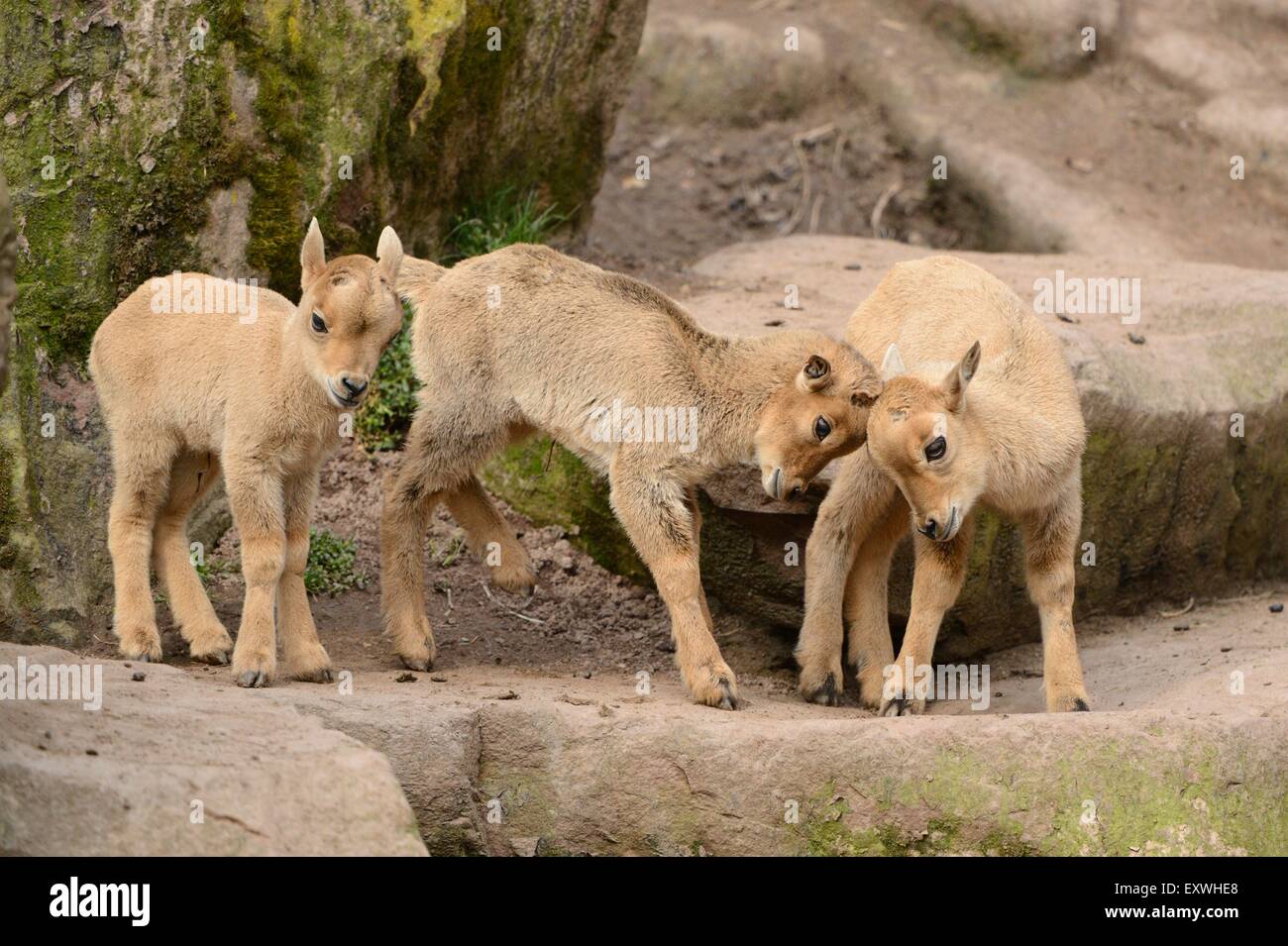 Barbary sheep (Ammotragus lervia) lambs playing around Stock Photo