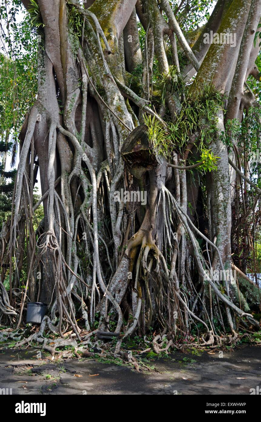 Rubber tree, Ficus elastica, Java, Indonesia, Asia Stock Photo