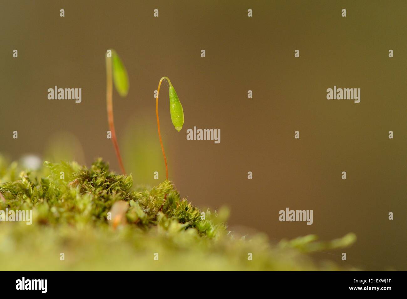Close-up of Moss with spore capsules Stock Photo