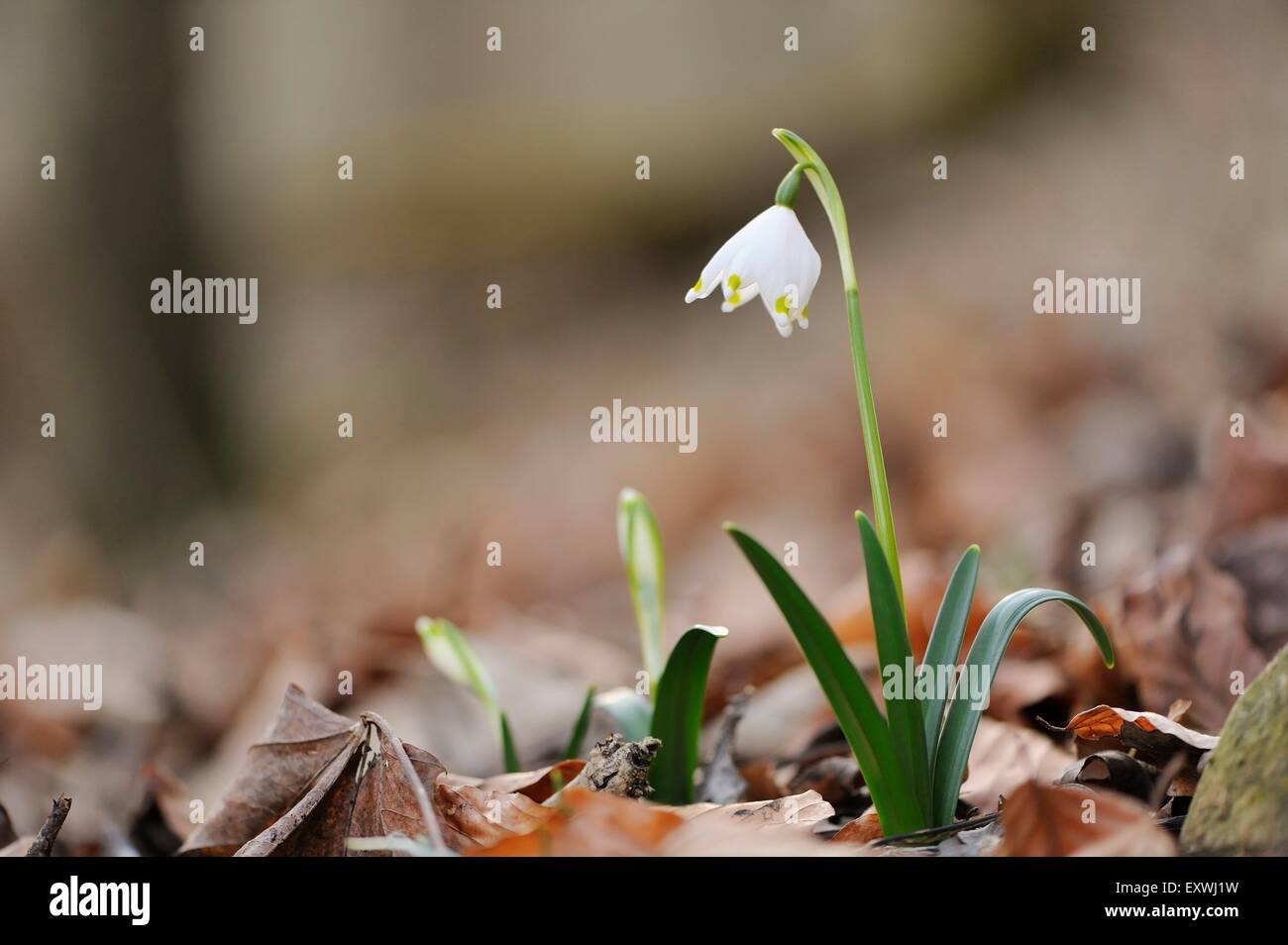 Vernum Leucojum High Resolution Stock Photography and Images - Alamy