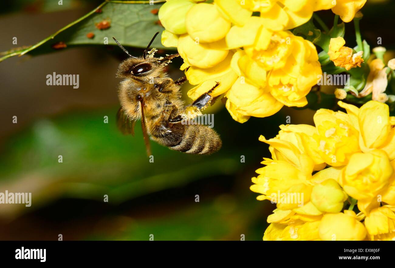 Honeybee, Apis mellifera, foraging nectar Stock Photo