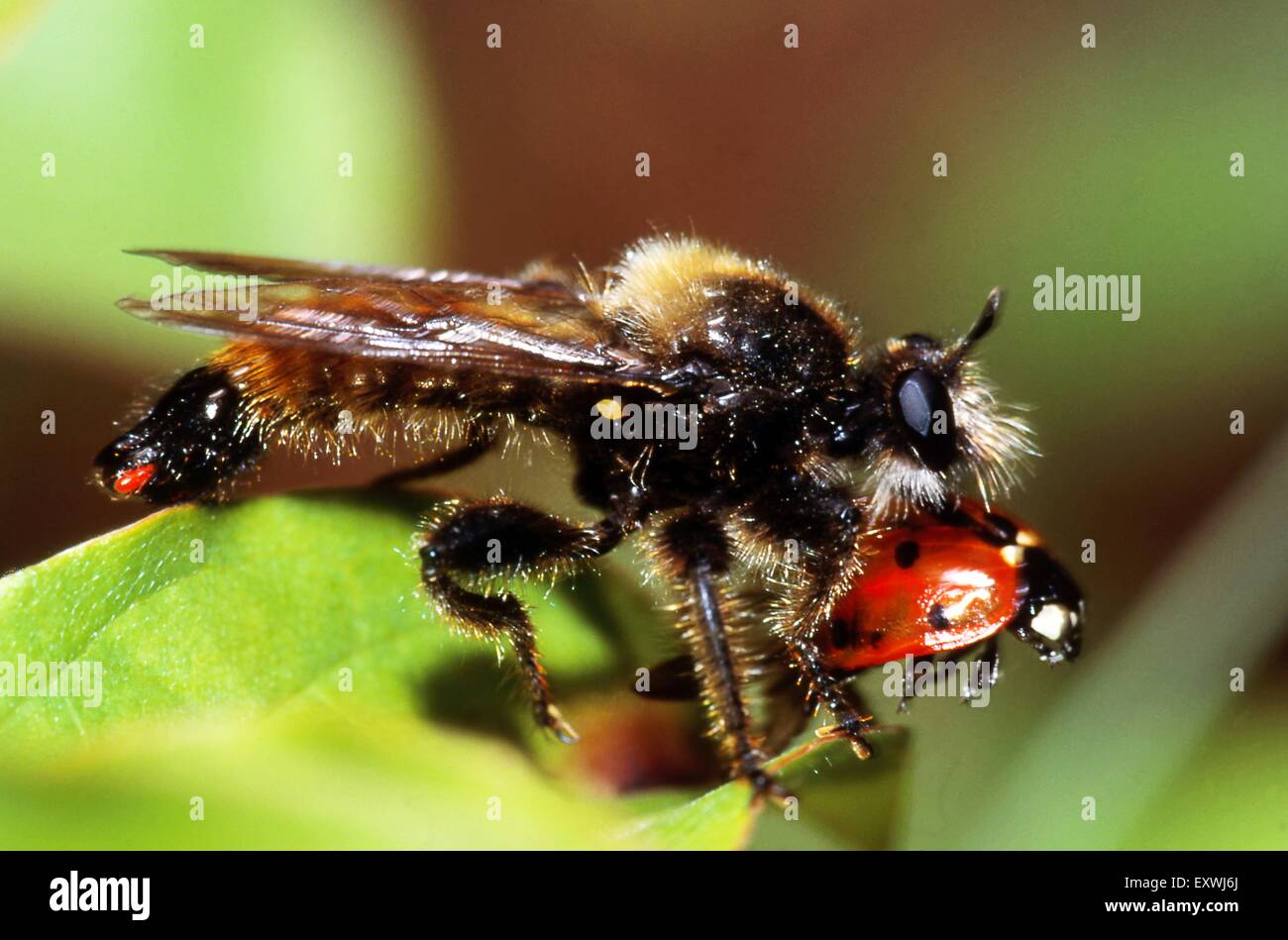 Robberfly with ladybug as prey Stock Photo