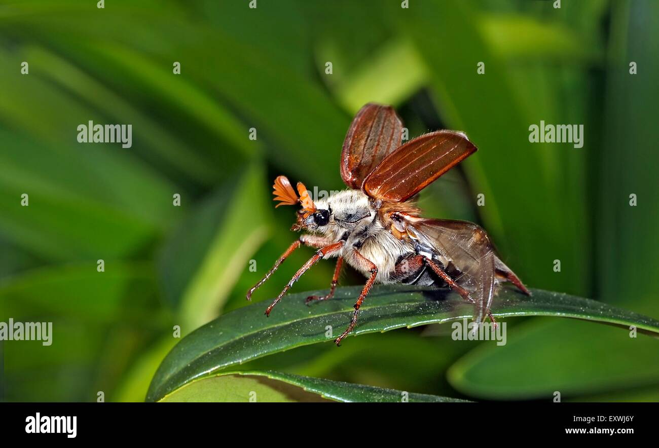 May bug, Melolontha, on leaf Stock Photo