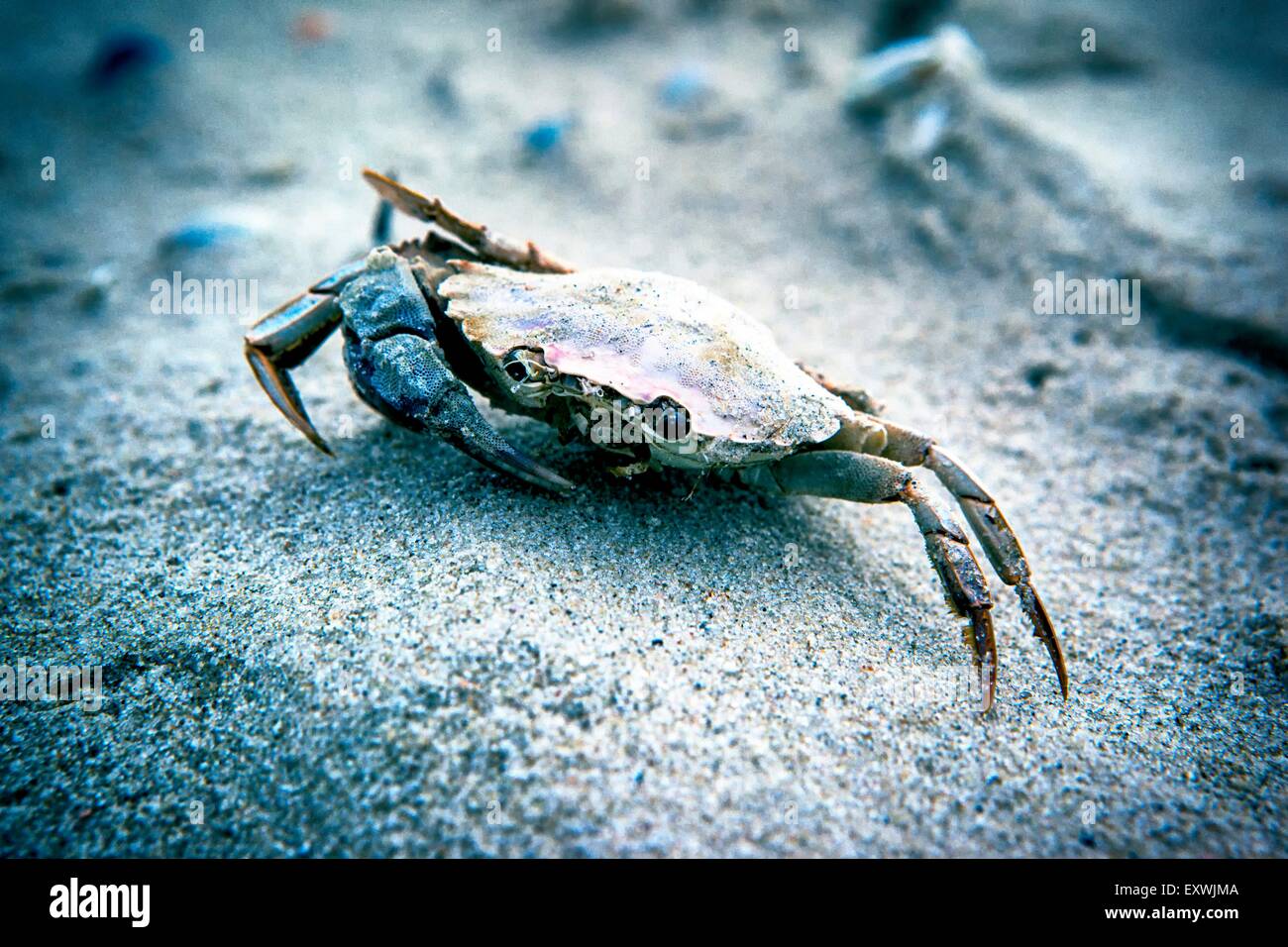 Dead crab in sand Stock Photo Alamy