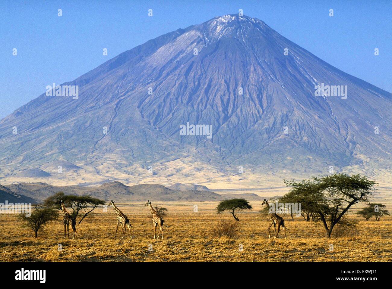 Giraffes walking in savannah landscape at the foot of the volcano