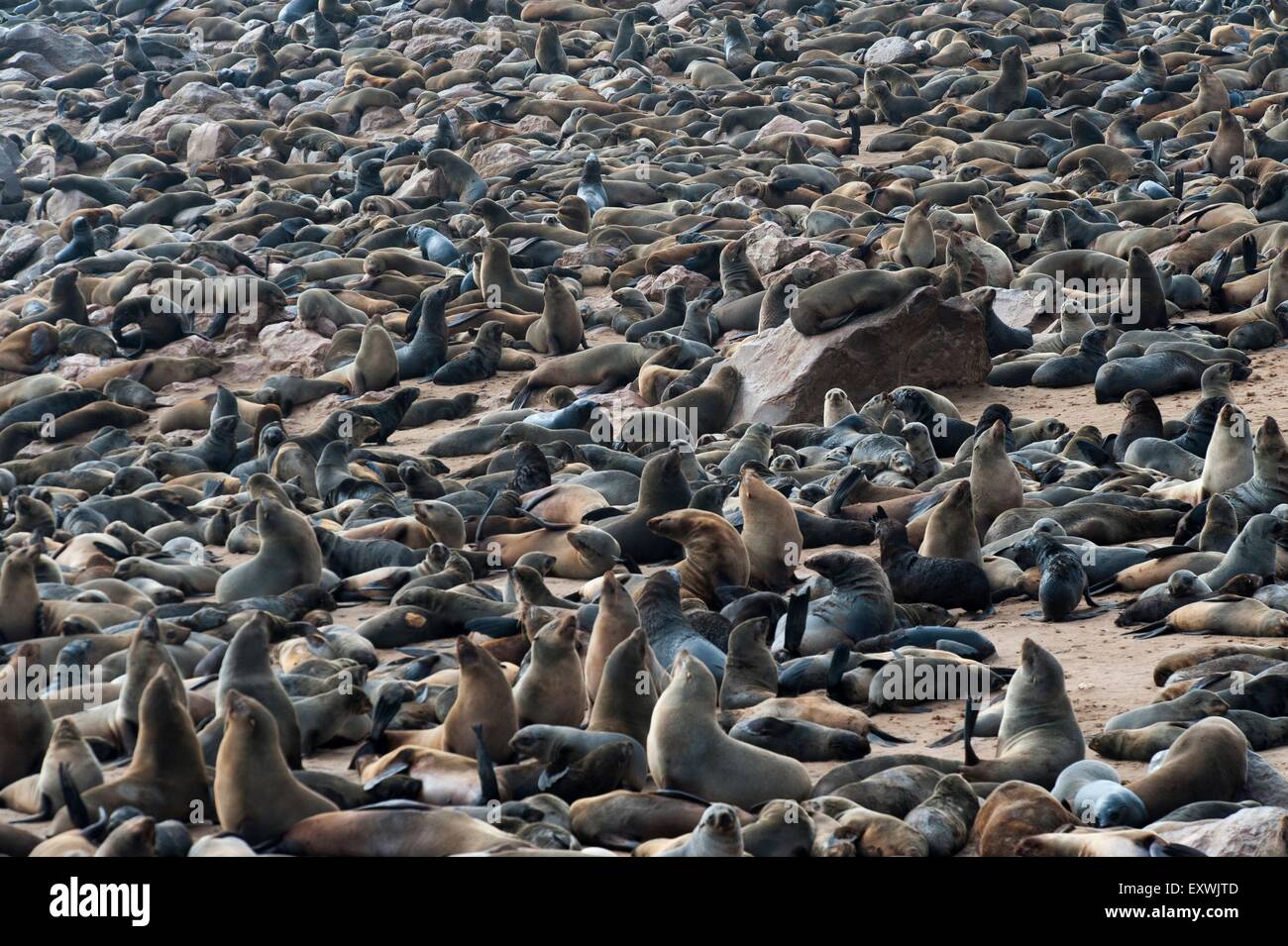 Brown fur seal colony at Cape Cross, Namibia Stock Photo