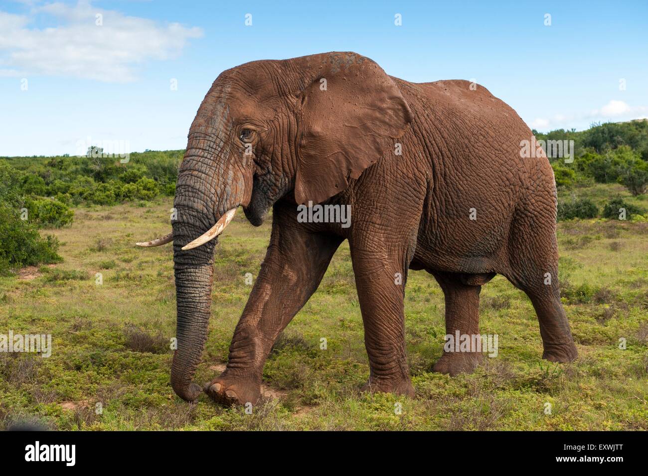 Elephant bull, Addo Elephant National Park, Eastern Cape, South Africa Stock Photo