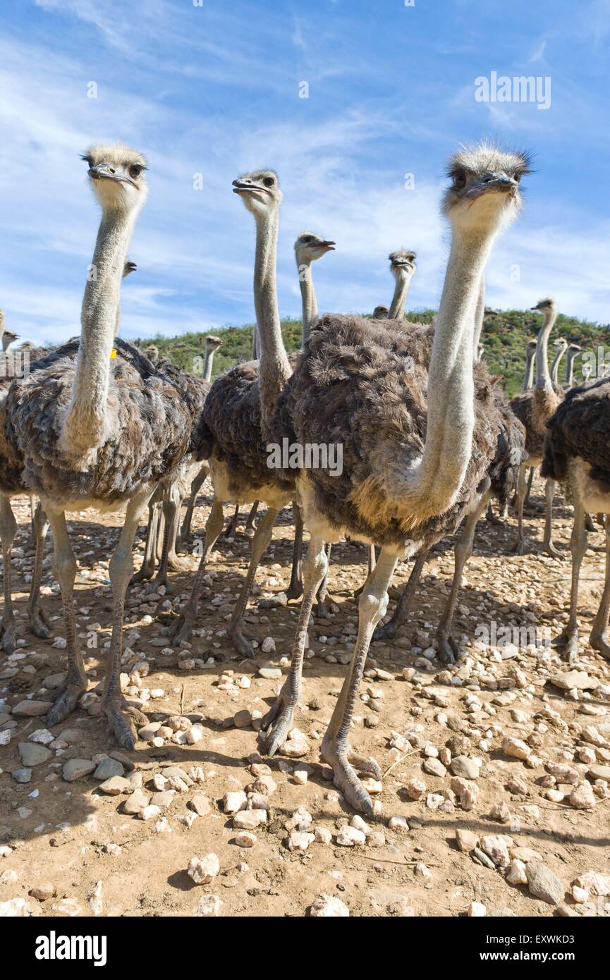 Ostriches on a farm on the outscirts of Oudtshoorn, Western Cape, South Africa Stock Photo