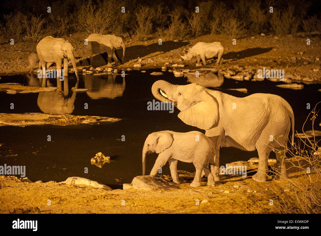 Elephant herd drinking at night at the Halali waterhole, Etosha Nationalpark, Namibia Stock Photo