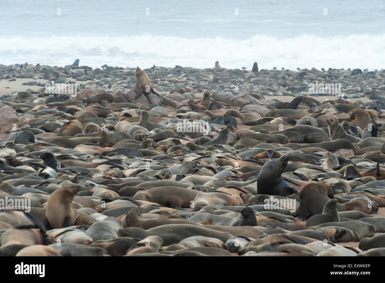 Brown fur seal colony at Cape Cross, Namibia Stock Photo