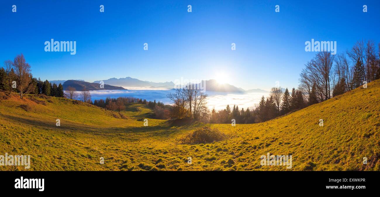 Trees at Gaisberg in gacklight, Salzburg, Austria Stock Photo