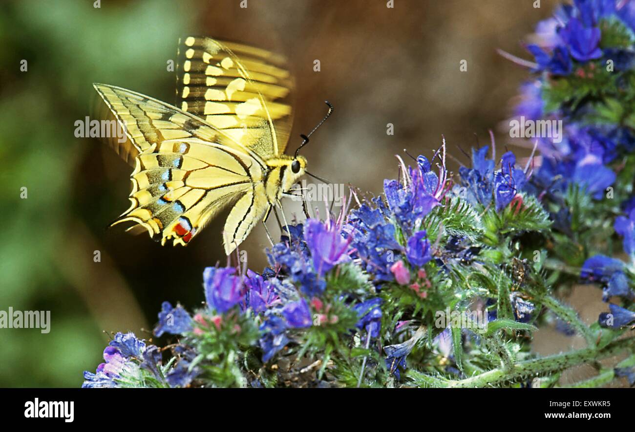 Old World Swallowtail at Echium Stock Photo