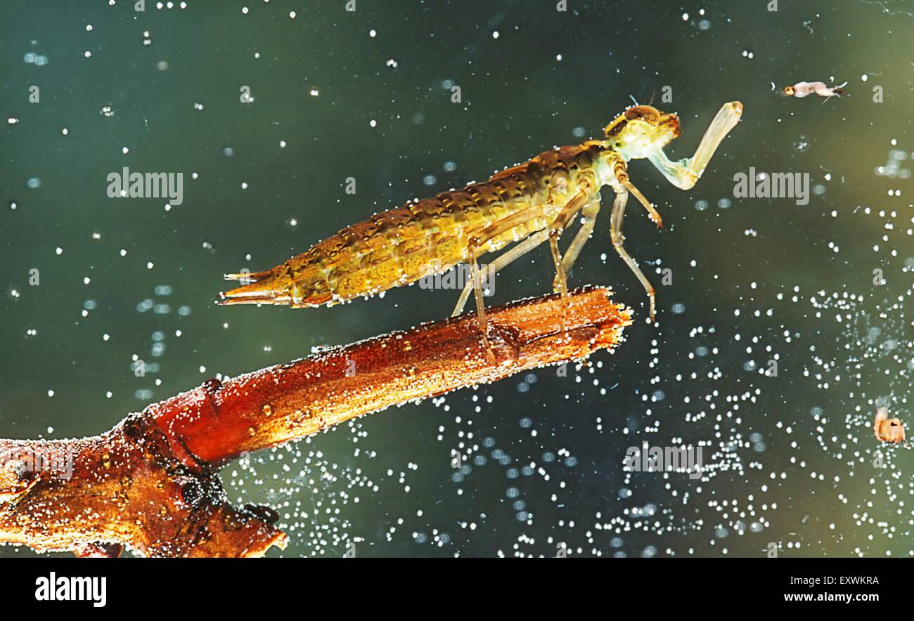 Dragonfly larva hunting midge larva Stock Photo