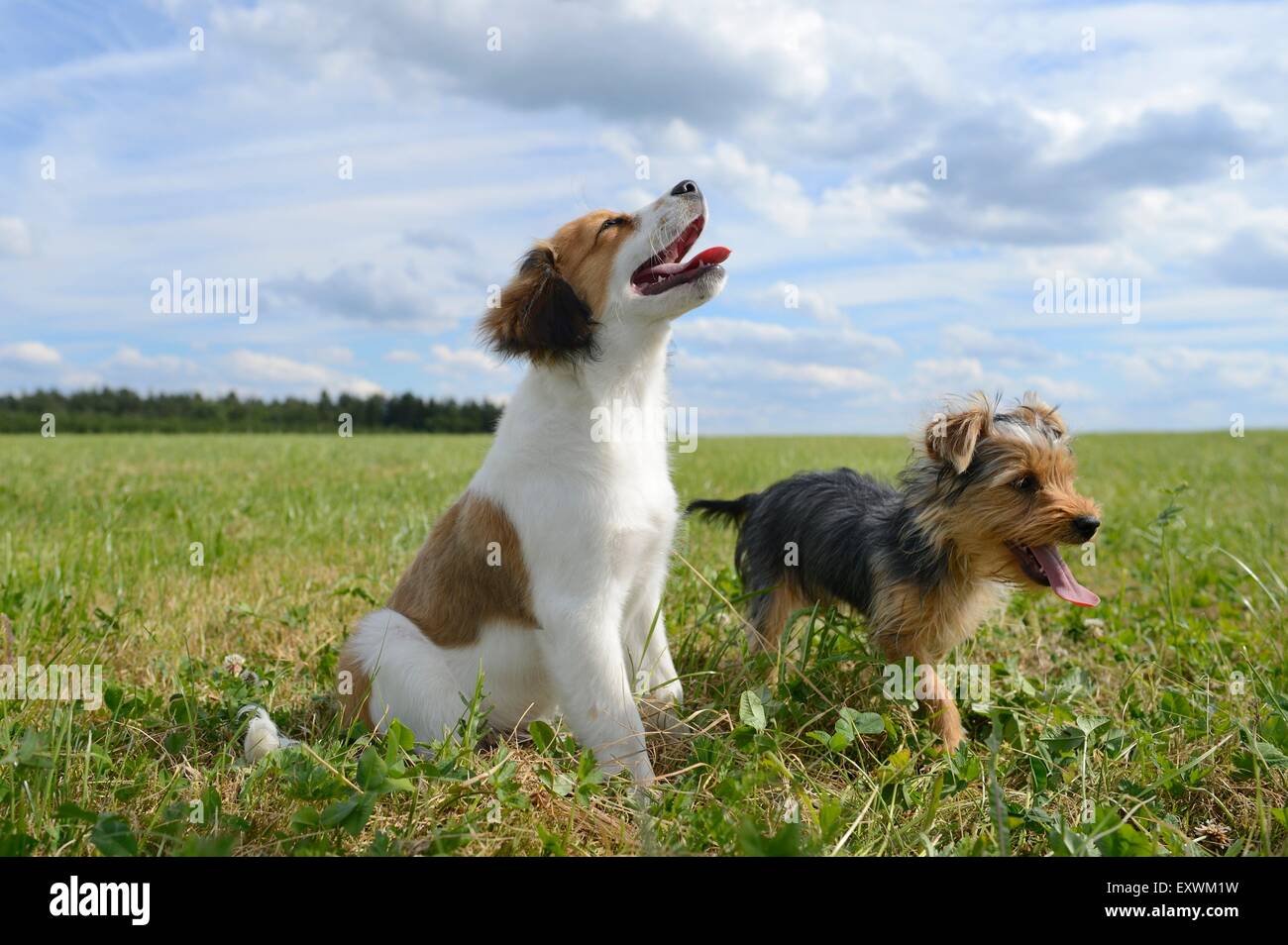 Yorkshire Terrier and Niederlande Kooikerhondje, Upper Palatinate, Germany, Europe Stock Photo