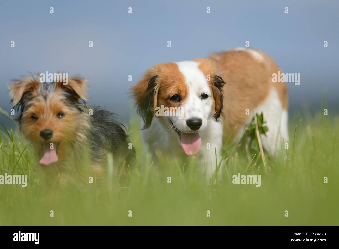 Nederlandse Kooikerhondje and Yorkshire Terrier, Upper Palatinate, Germany, Europe Stock Photo