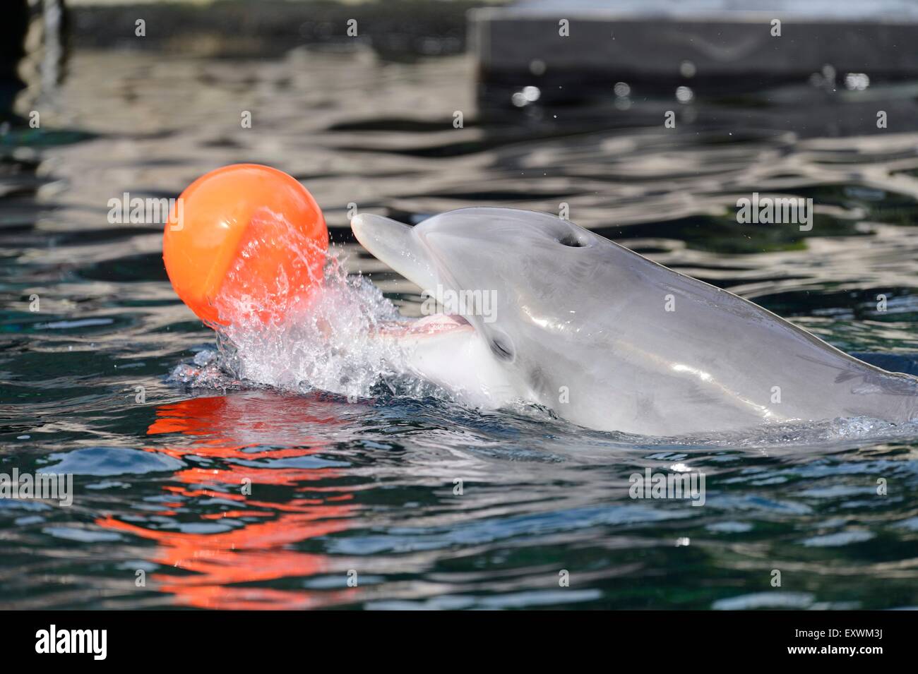 Common bottlenose dolphin playing with ball in water Stock Photo