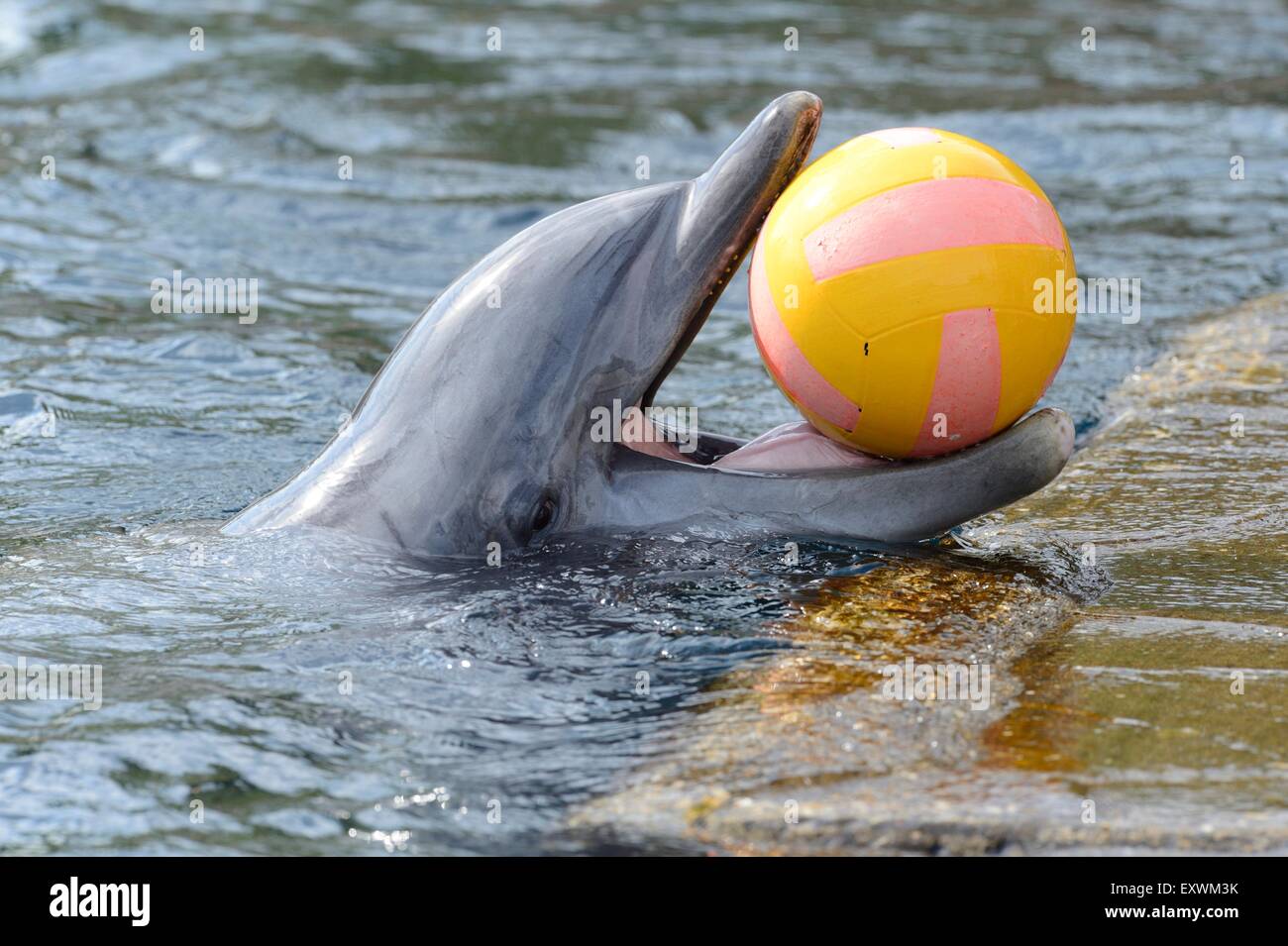 Common bottlenose dolphin playing with ball in water Stock Photo - Alamy