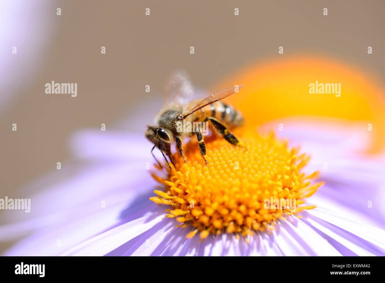 European honey bee hi-res stock photography and images - Alamy
