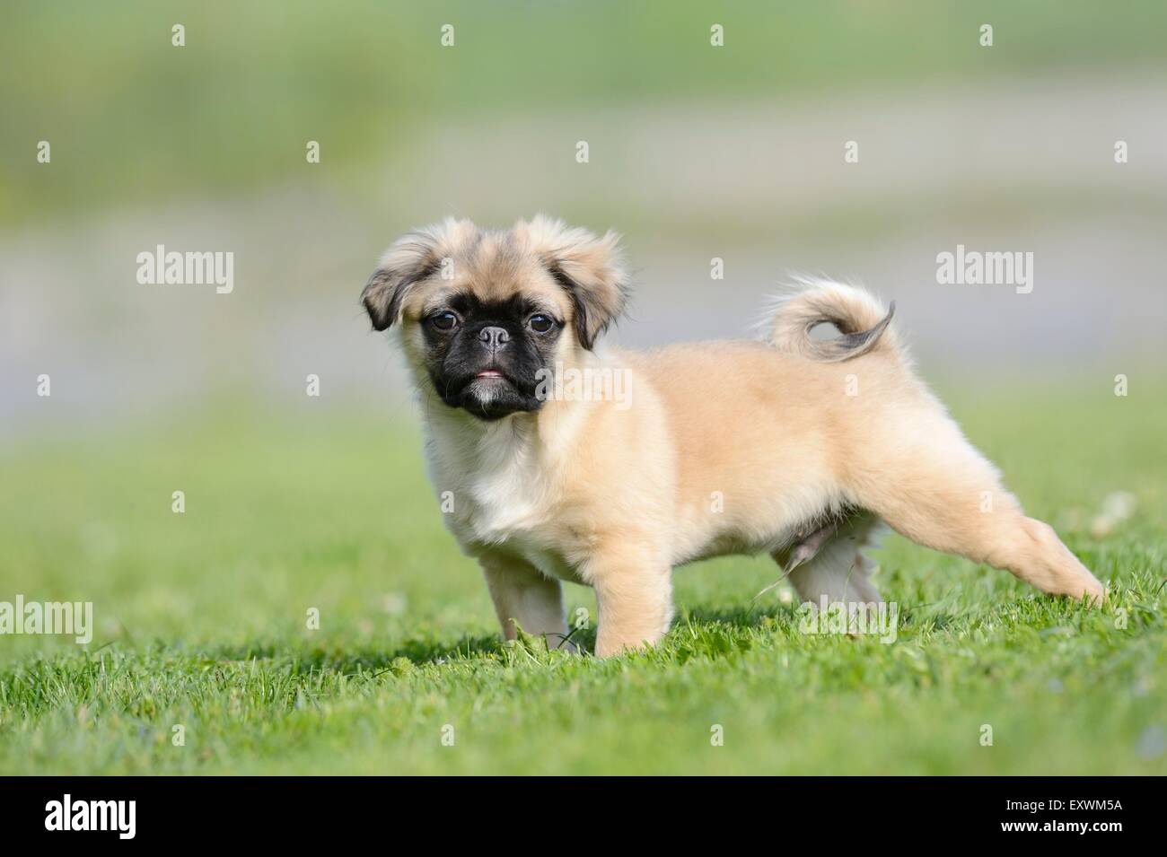 Chug (Chihuahua and pug mix) dog puppy on a meadow Stock Photo