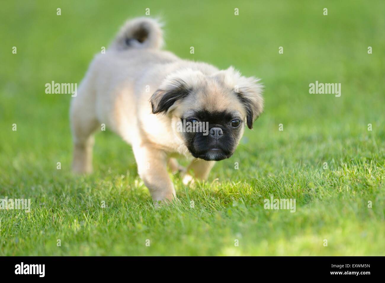 Chug (Chihuahua and pug mix) dog puppy on a meadow Stock Photo