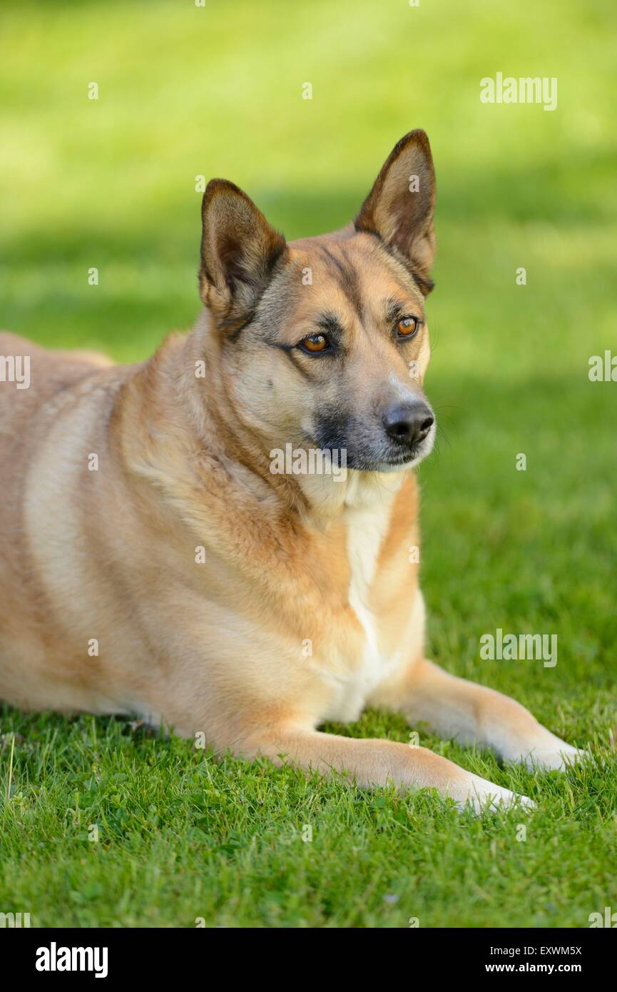 Mixed-breed dog lying on a meadow Stock Photo