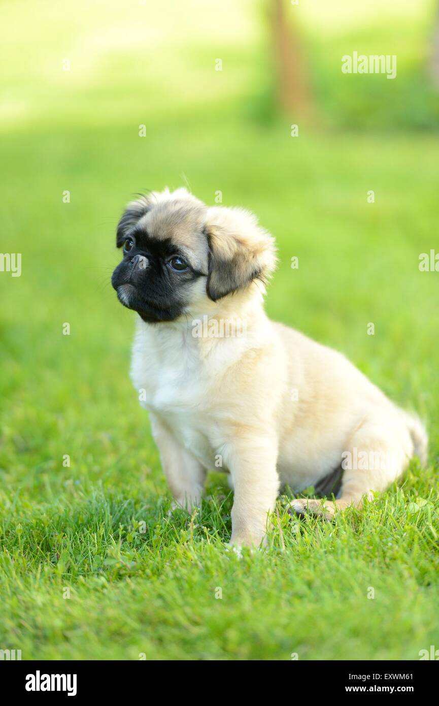 Bliv ved garage pie Chug (Chihuahua and pug mix) dog puppy on a meadow Stock Photo - Alamy