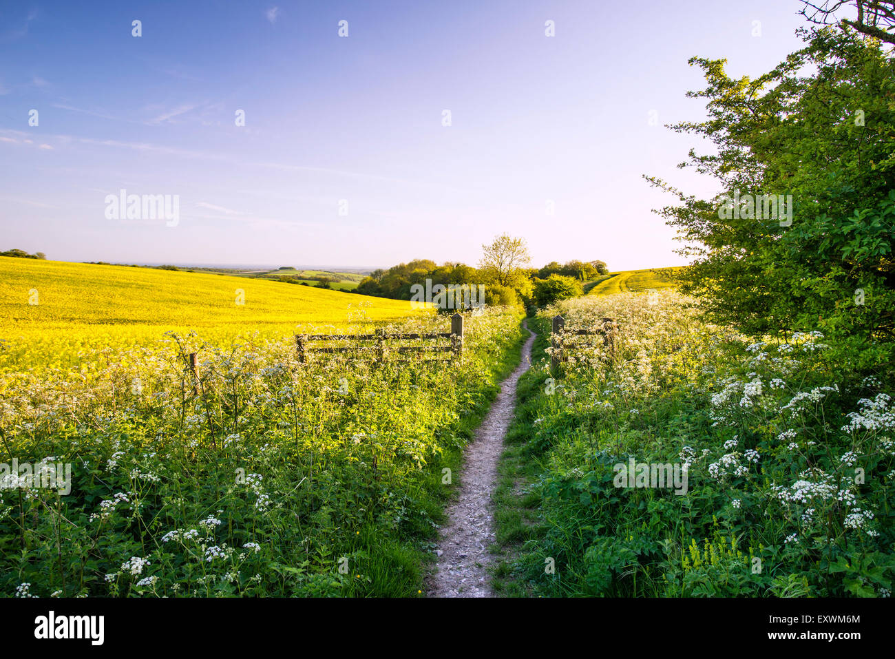 Landscape of fresh rapeseed crop in field in Spring Stock Photo