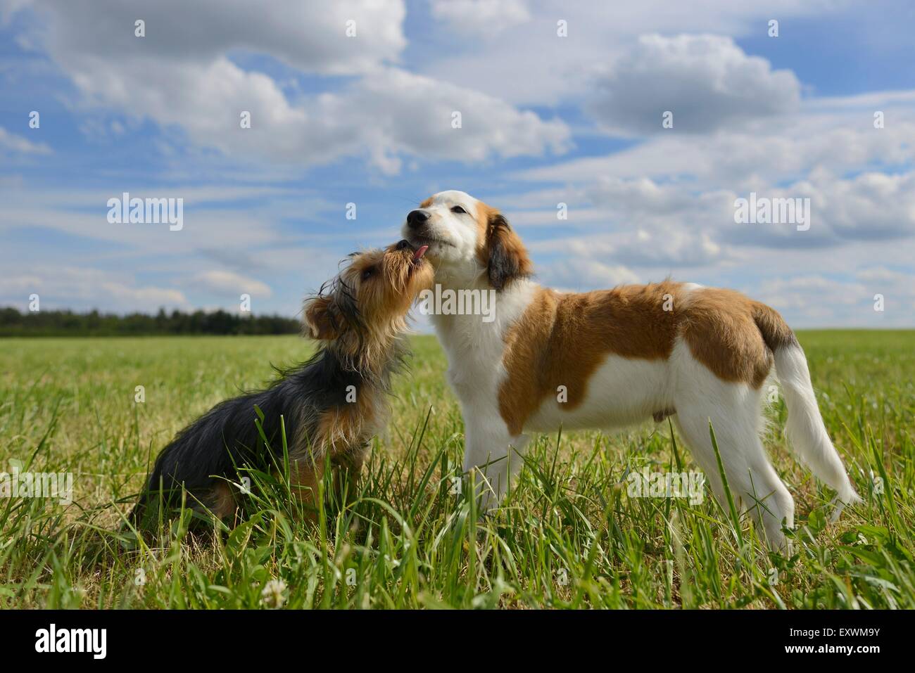 Nederlandse Kooikerhondje and Yorkshire Terrier, Upper Palatinate, Germany, Europe Stock Photo