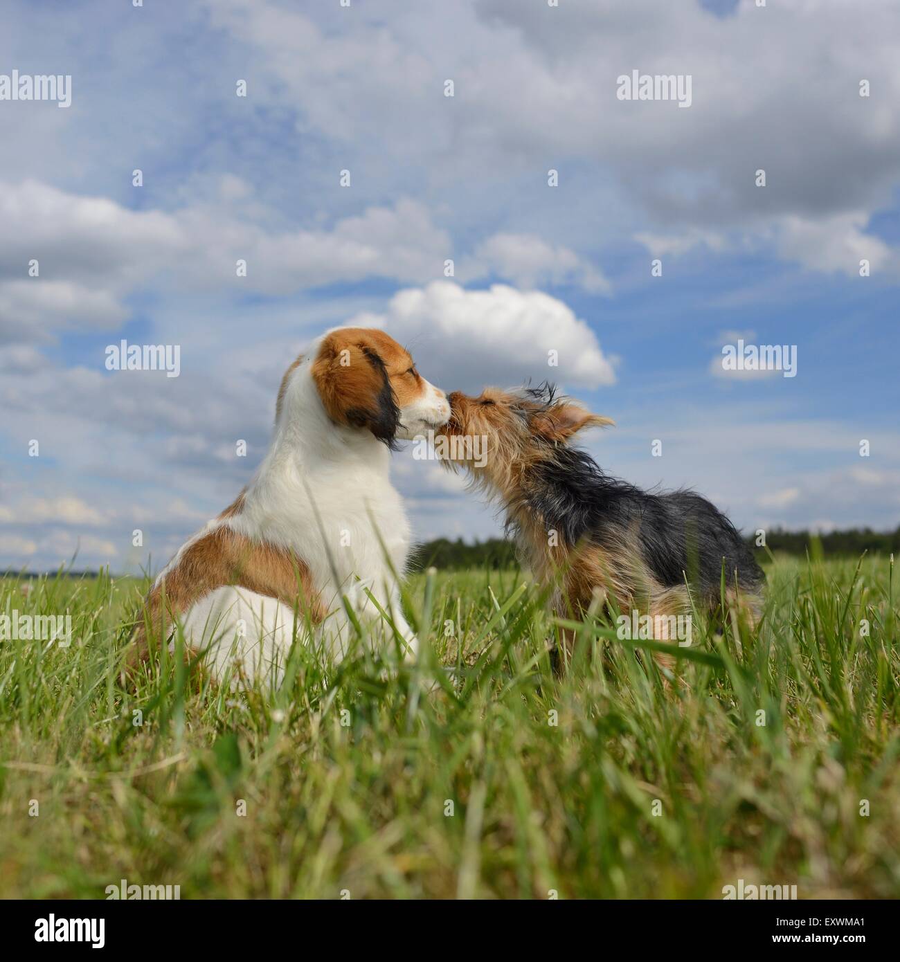 Nederlandse Kooikerhondje and Yorkshire Terrier, Upper Palatinate, Germany, Europe Stock Photo