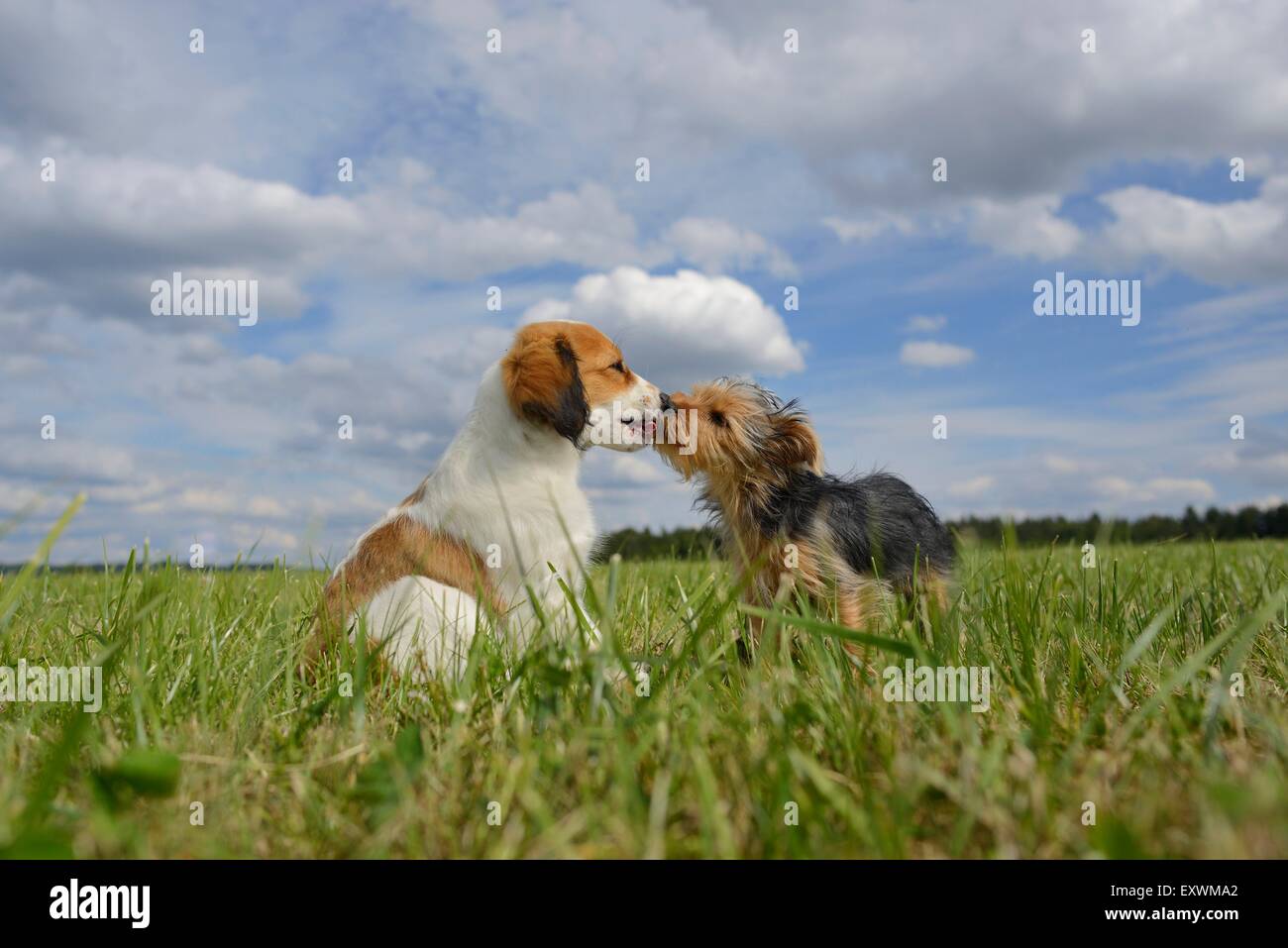 Nederlandse Kooikerhondje and Yorkshire Terrier, Upper Palatinate, Germany, Europe Stock Photo