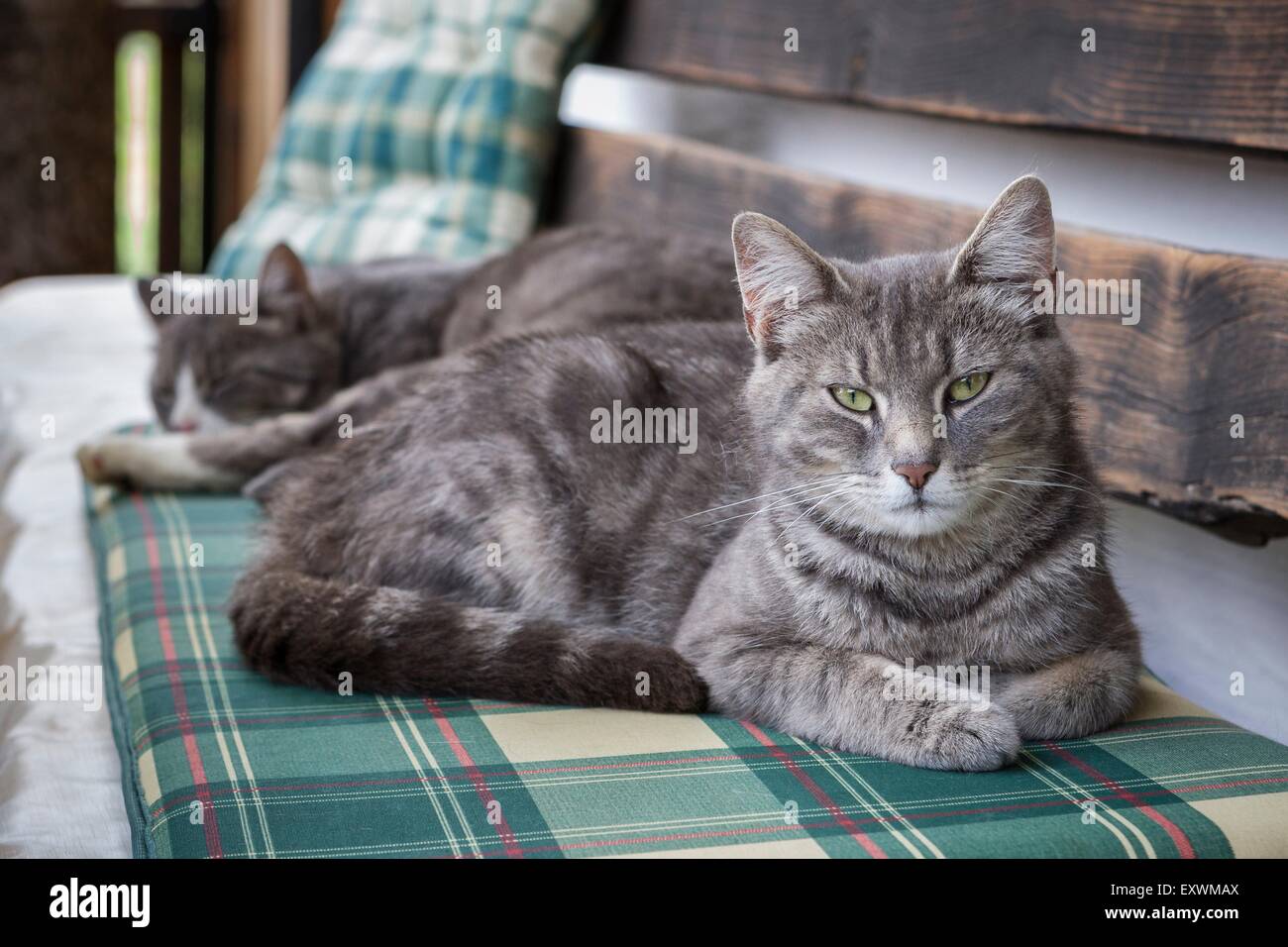 Two cats lying on a bench Stock Photo Alamy