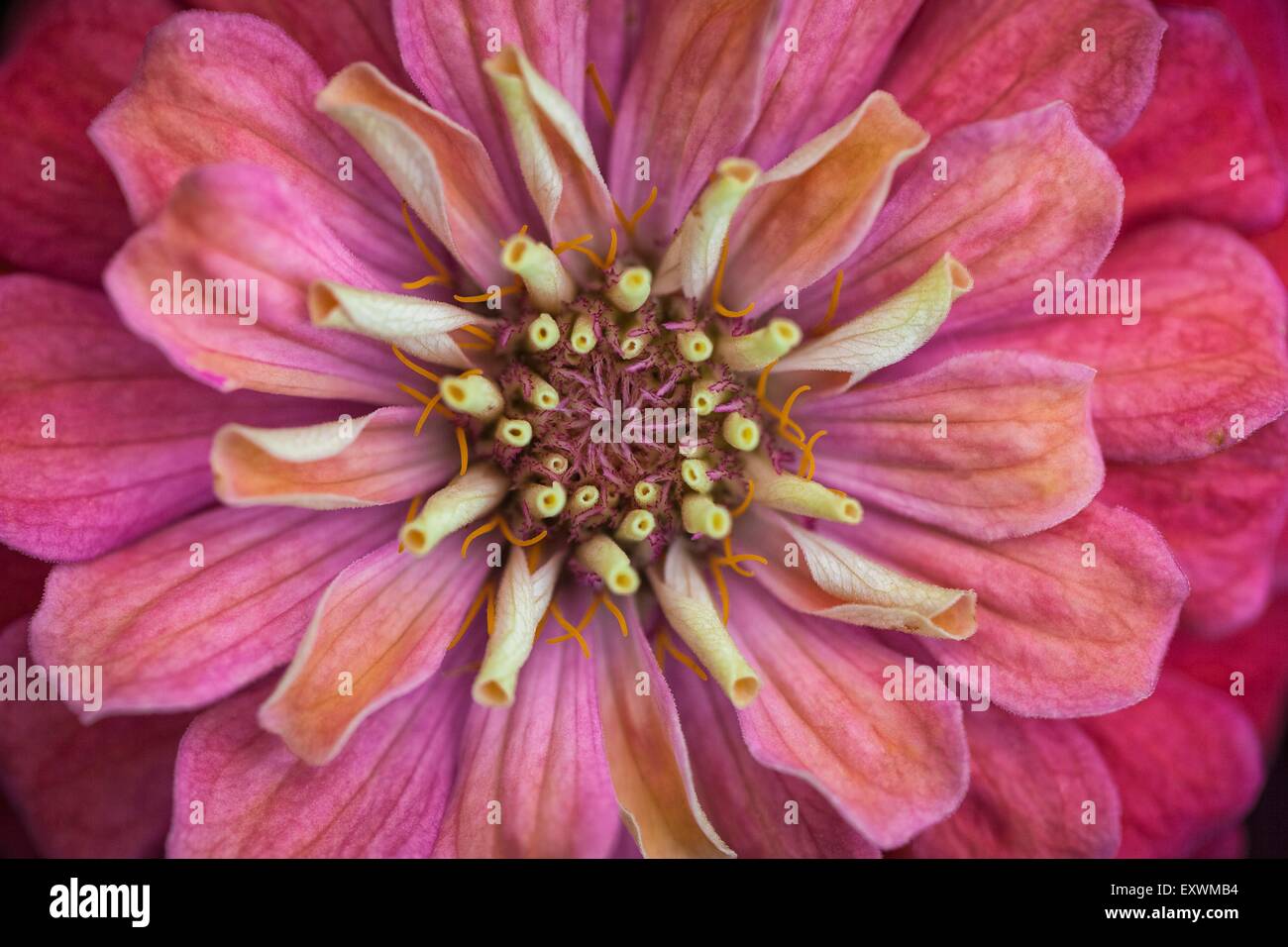 Blooming zinnia Stock Photo