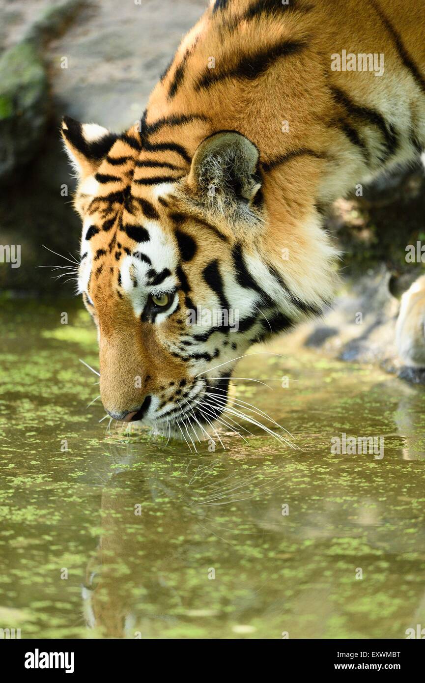 Siberian tiger drinking water, closeup Stock Photo Alamy