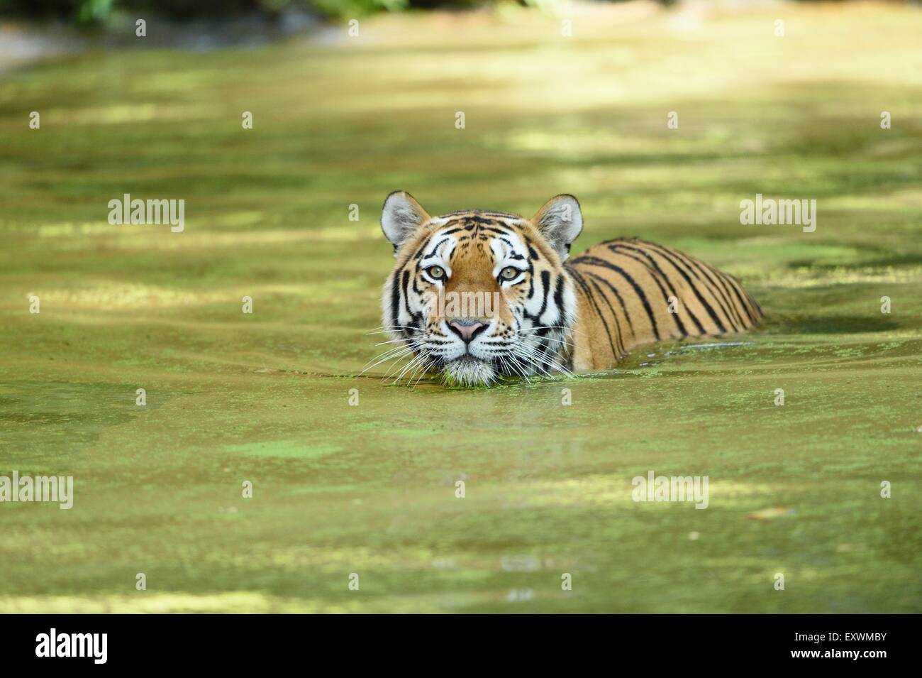 Siberian tiger in water Stock Photo